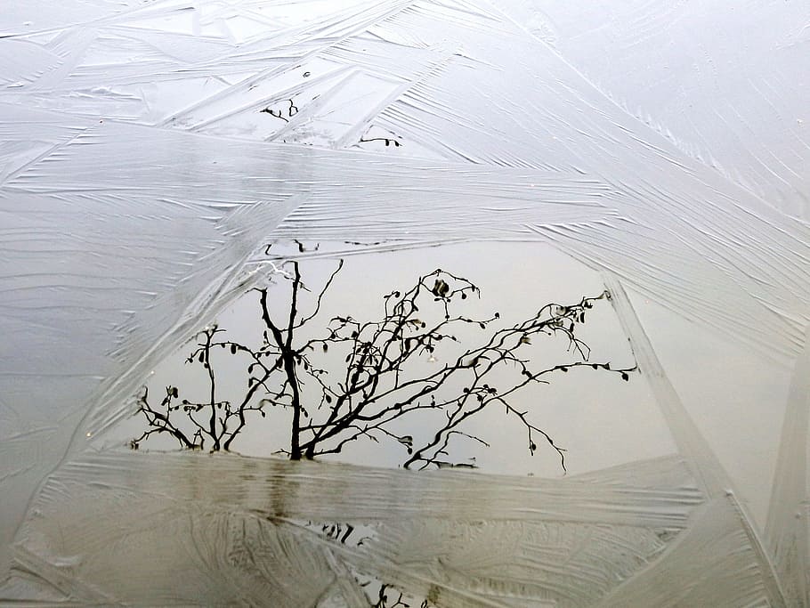 lake, ice, zing, reflection, branch, trees, nature, evening HD wallpaper