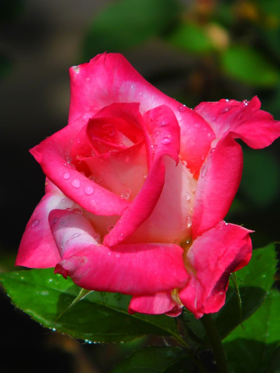 rose, flower, drops, ružova, wet, flowering plant, petal, vulnerability HD wallpaper