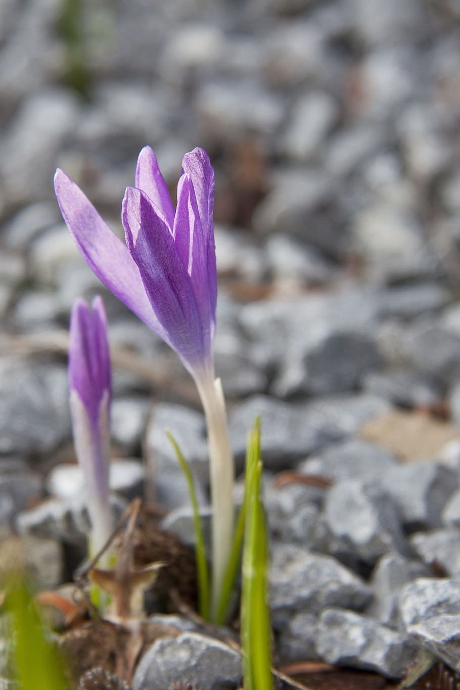 early bloomer, close, spring flower, crocus, blossom, flowering plant HD wallpaper