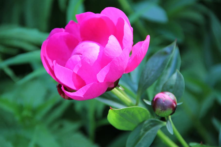 spring, blossom, bloom, peony, nature, plant, flower, tulip HD wallpaper