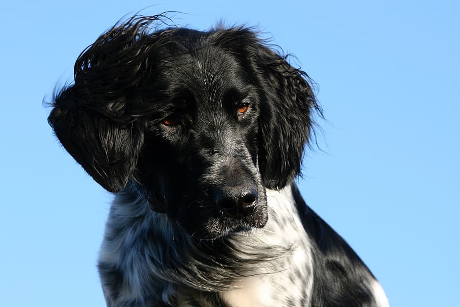 munsterlander, dog, head, canine, attentive, looking, obedient HD wallpaper