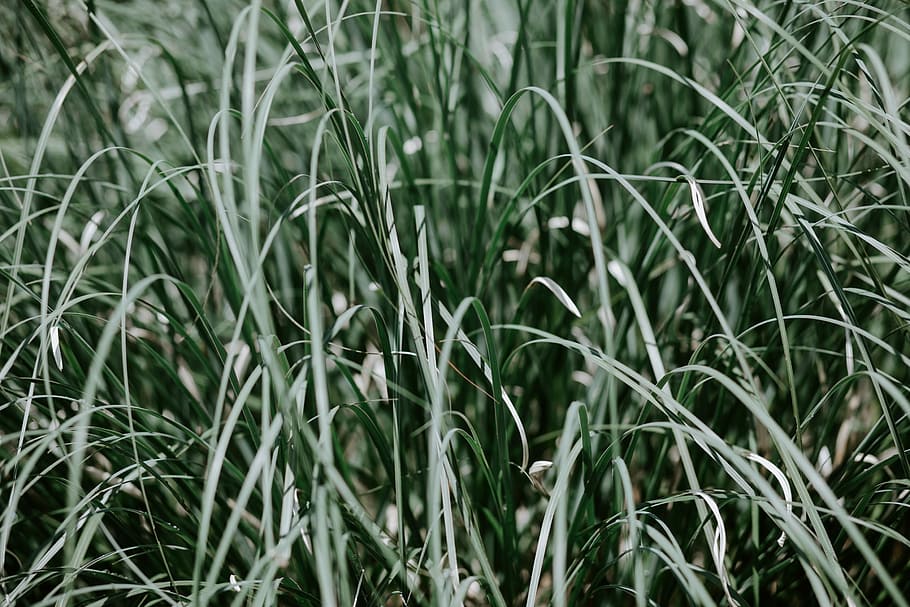 green leaf plant during day, tall green leaf grass, texture, natural HD wallpaper