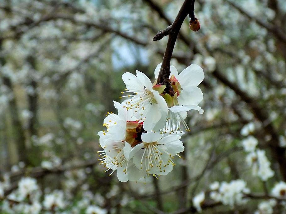 tree, flower, branch, cherry, nature, plant, flowering plant HD wallpaper