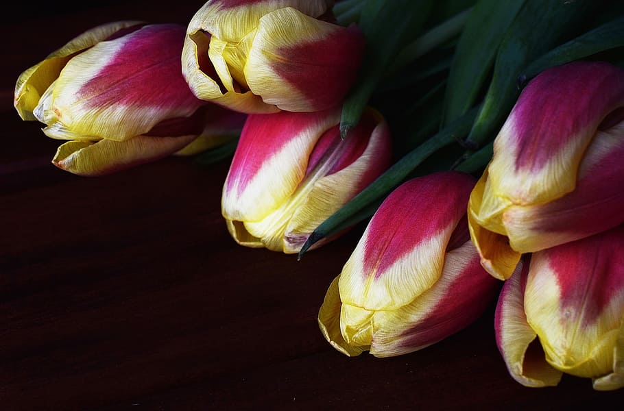 tulips, flowers, spring, purple, nature, macro, purple flowers HD wallpaper