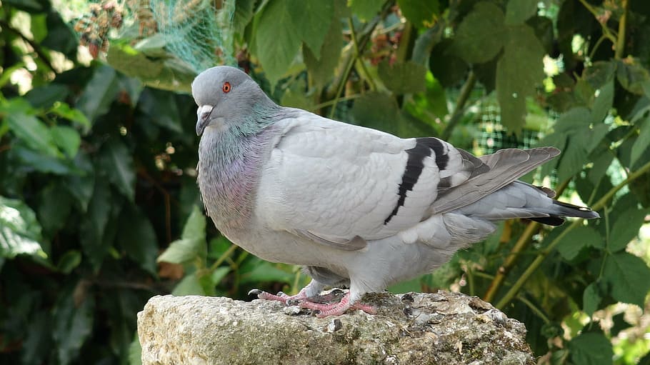 pigeon, bird, standing, gray, plumage, ornithology, nature HD wallpaper
