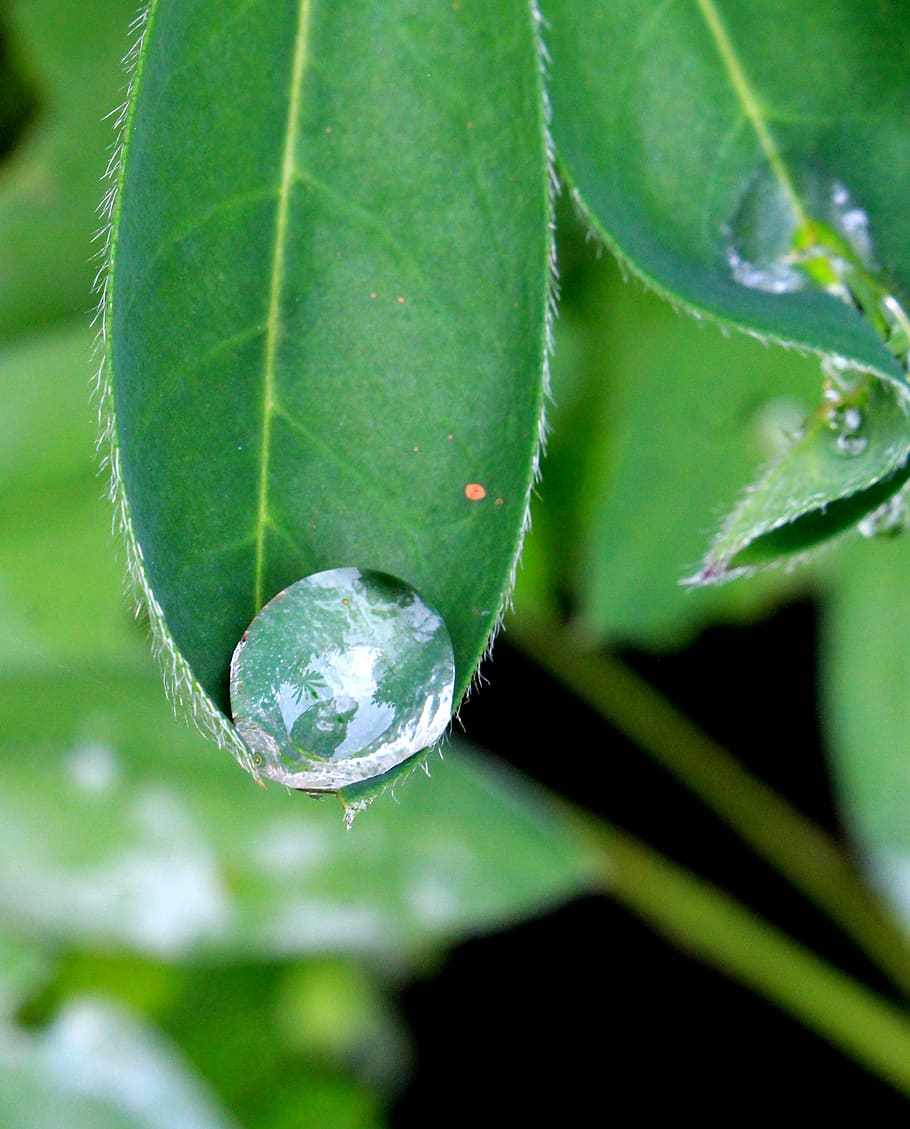 dew, rain, plant, flora, freshness, water droplets, liquid HD wallpaper