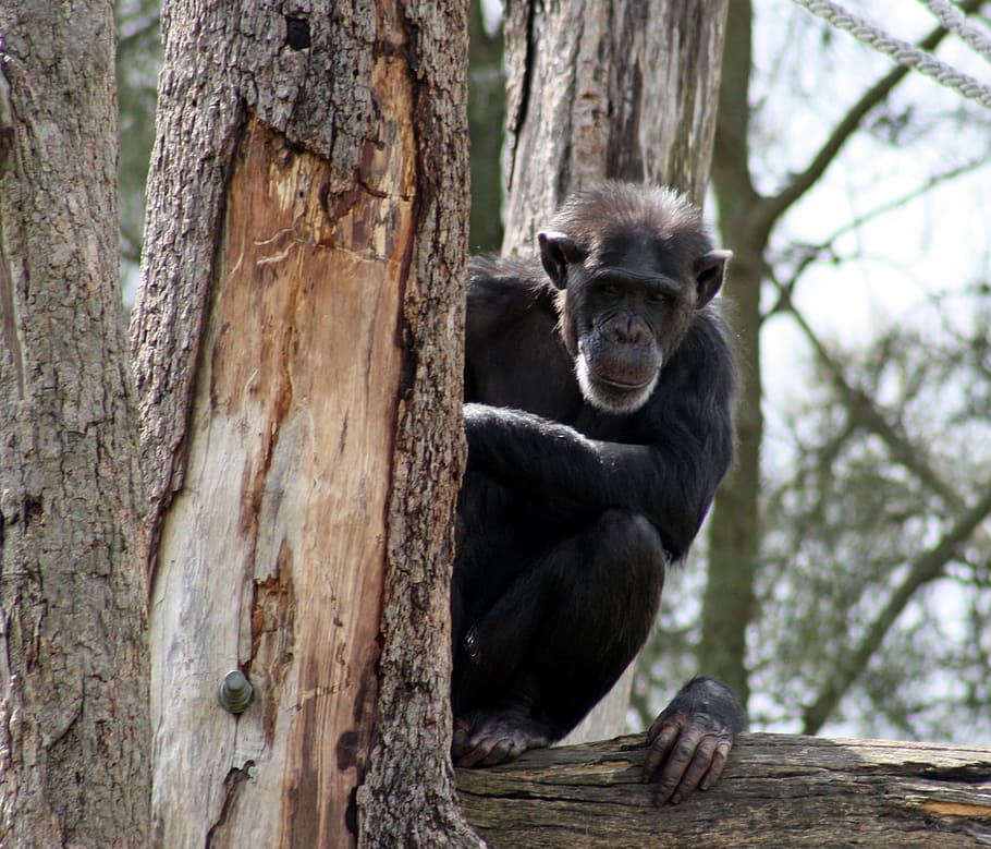 shallow focus photography of black monkey on tree branch, chimpanzee, HD wallpaper