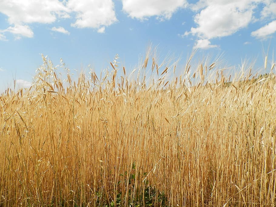 Nature, Field, Cloud, Yellow, Wheat, sky, cornfield, cloudy sky HD wallpaper