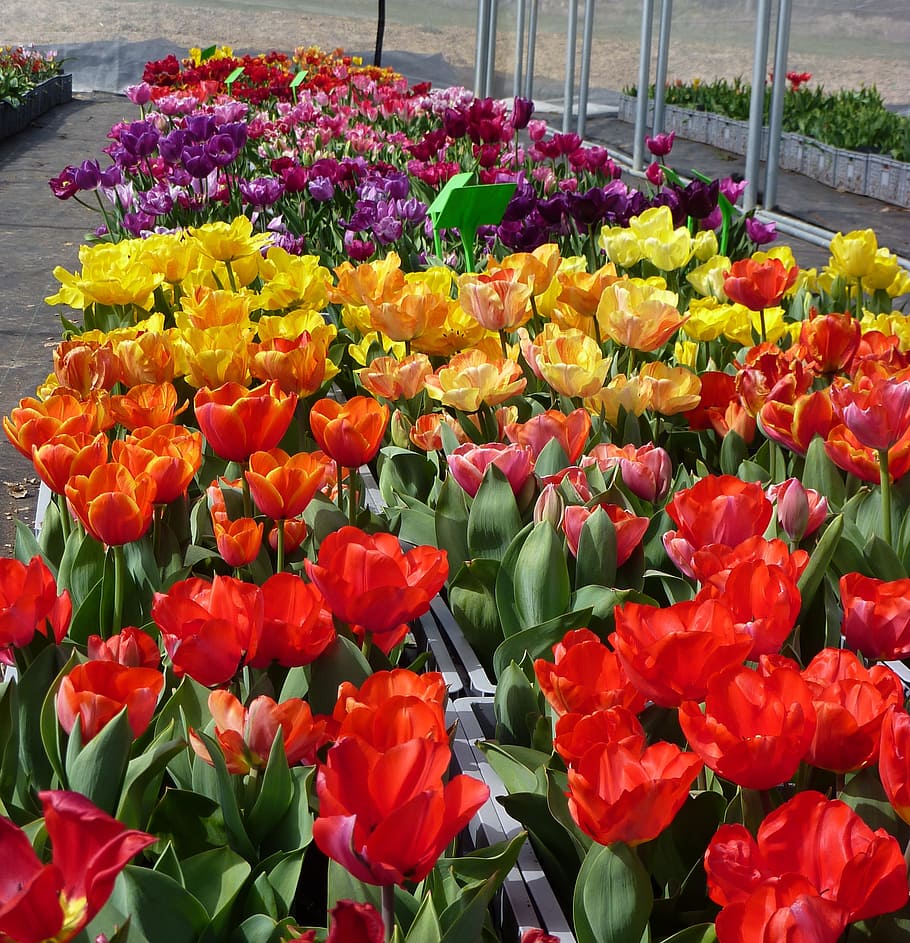 flower, tulip spring, color, flowering plant, freshness, beauty in nature HD wallpaper
