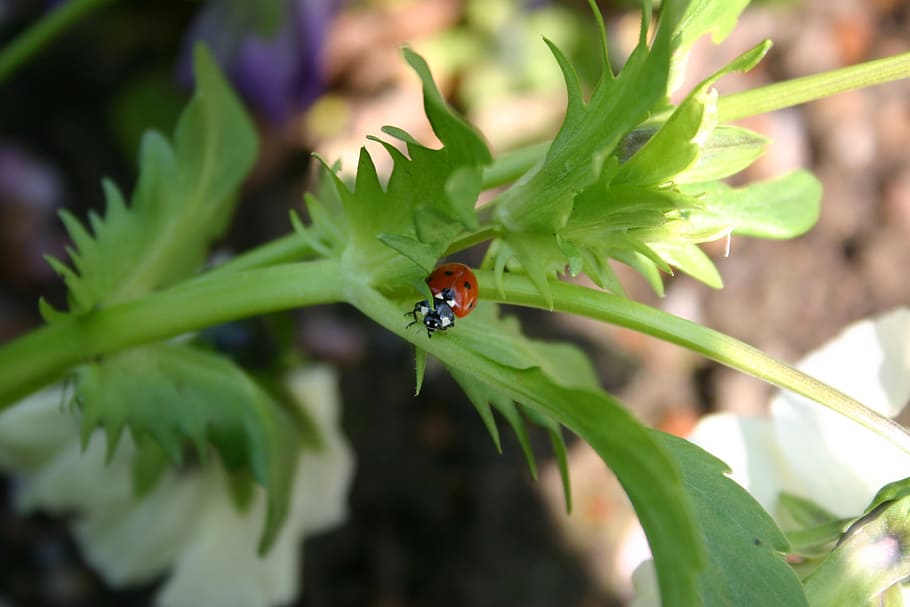 nature, plant, leaf, insect, garden, close, small, flower, summer HD wallpaper