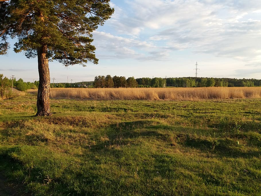 tree, field, reed, grass, firewood, landscape, nature, sky HD wallpaper