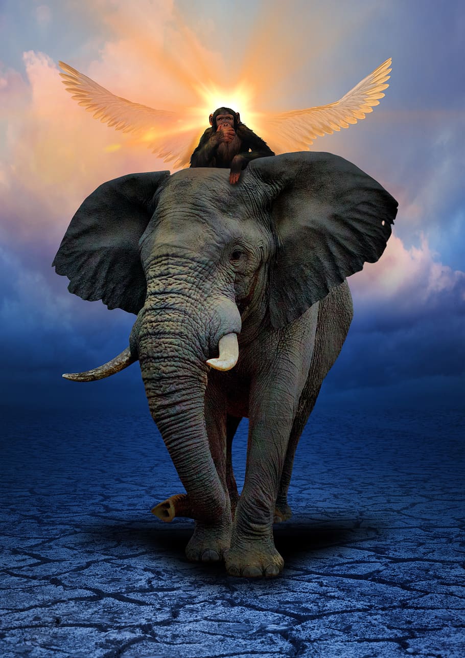monkey riding elephant painting, animals, ivory, sky, sunset