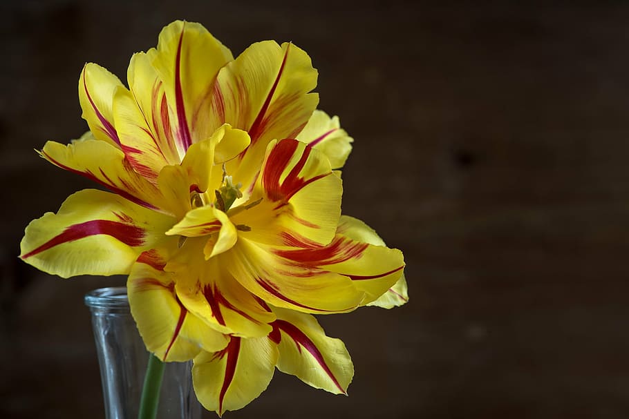 flower, tulip, yellow red, blossom, bloom, open flower, petals, HD wallpaper
