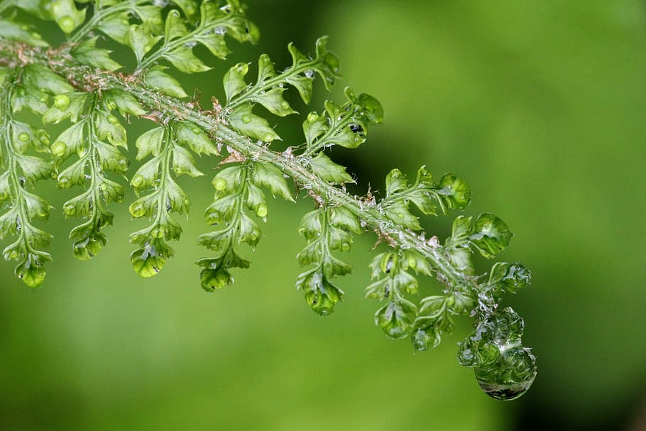 fern, raindrop, green, nature, wet, drip, drop of water, close HD wallpaper