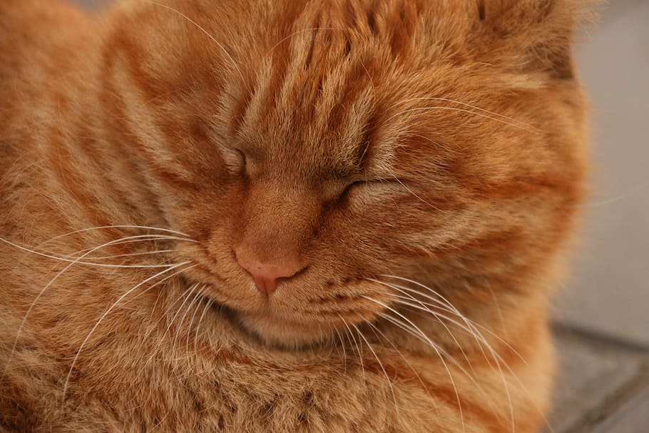 cat, animal, pets, sleep, animal themes, feline, mammal, one animal HD wallpaper