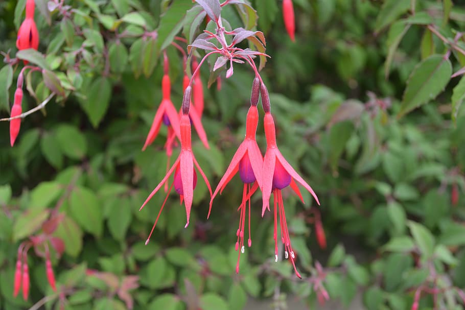 fuchsia, flower, pink, nature, magenta, floral, bloom, blossom HD wallpaper