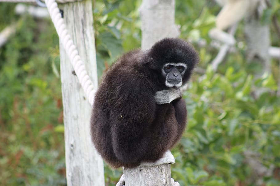 monkey, primate, ape, wildlife, nature, mammal, animal wildlife HD wallpaper