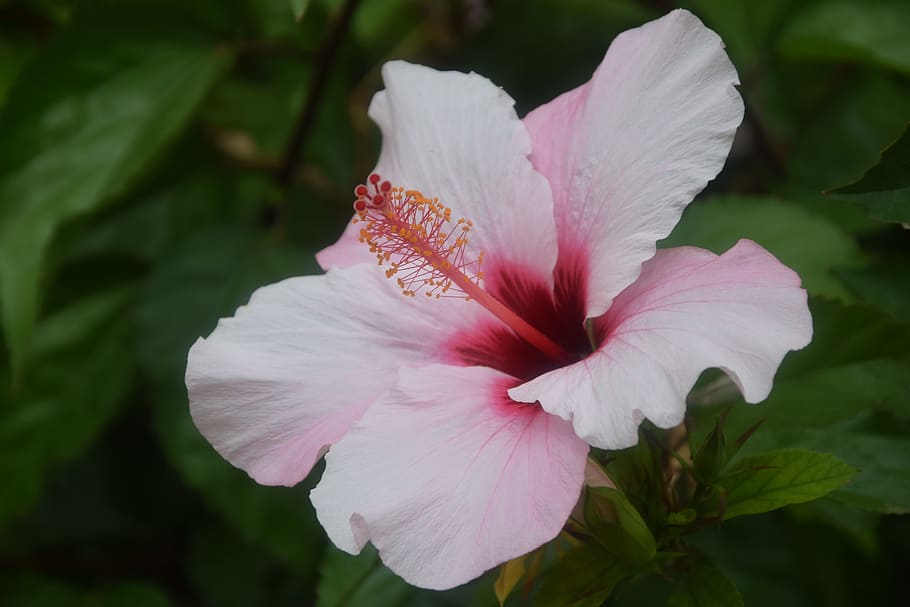 pink, flower, flora, flowering plant, petal, beauty in nature HD wallpaper