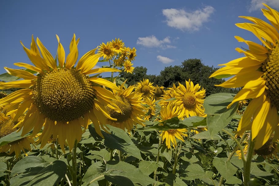 sunflower, landscape, sunny, spring, flowering plant, yellow HD wallpaper