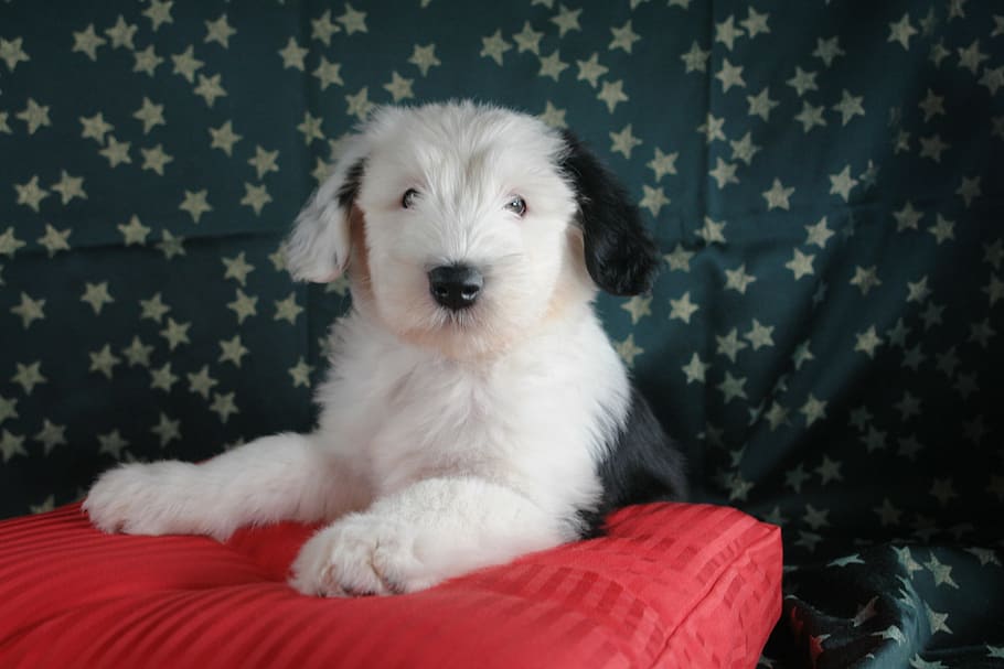 bobtail, puppy, bitch, one animal, pets, domestic, domestic animals HD wallpaper