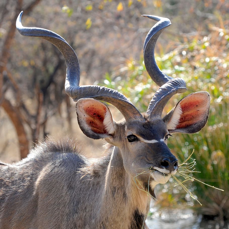 Brown Deer Eating Grass, animal, antelope, Kudu, mammal, wild animal