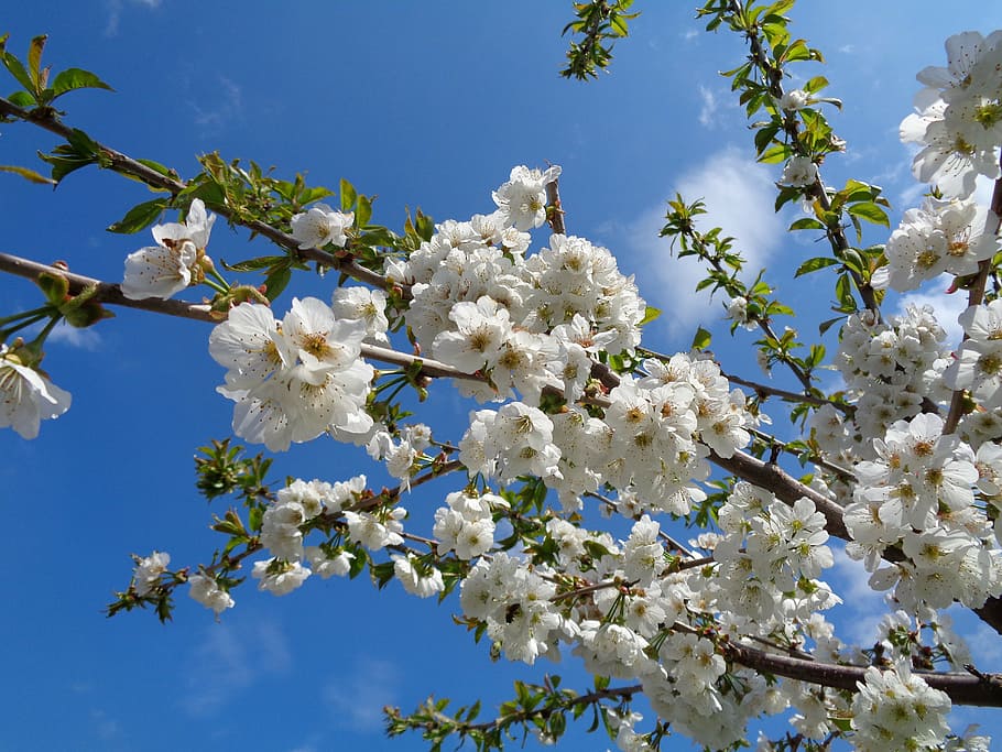 flower, cherry, cherry branches, spring, nature, flowering plant HD wallpaper