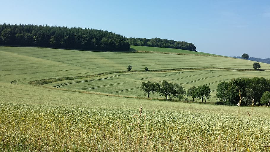 landscape, fields, wavy, green, nature, plant, green color HD wallpaper