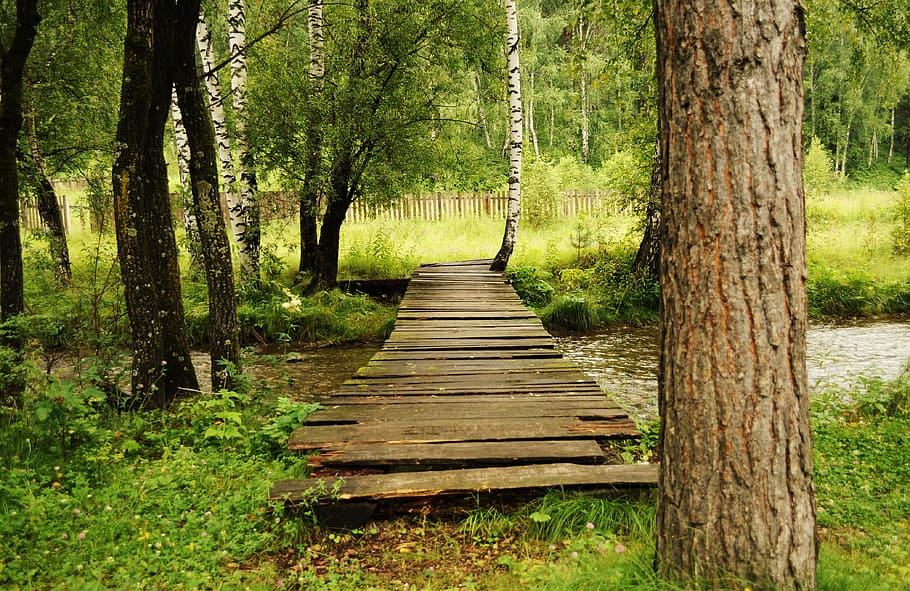 brown wooden pathway near body of water surrounded trees, bridge, HD wallpaper