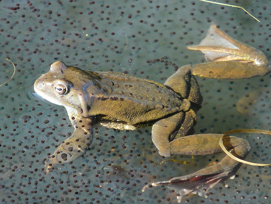 frog, frog spawn, animal, amphibian, nature, wildlife, animal themes HD wallpaper