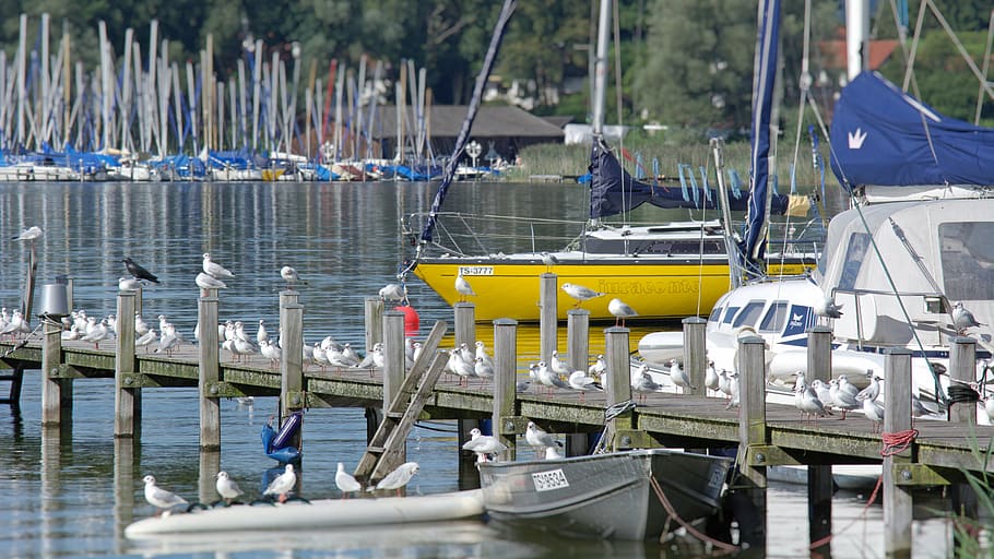 gulls, boardwalk, web, lake, pier, jetty, seevogel, water bird HD wallpaper