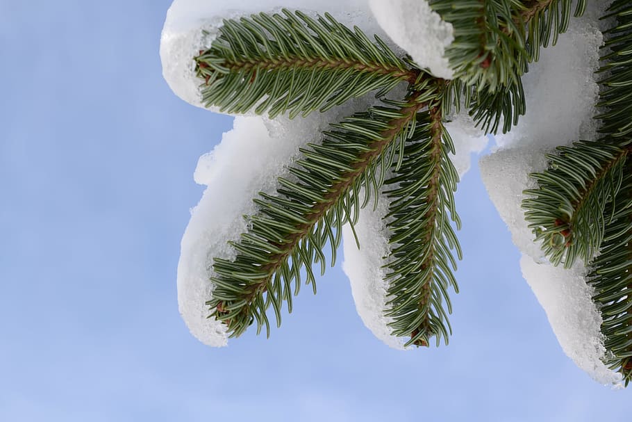 snow, tree, fir, sky, frozen, white, outdoors, plant, leaf HD wallpaper