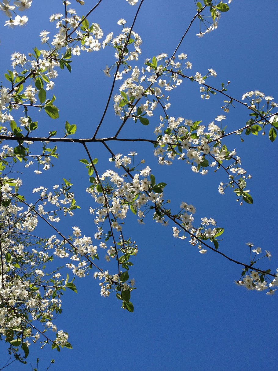 Spring, Branches, Cherry Wood, Flowers, blue, tree, clear sky HD wallpaper