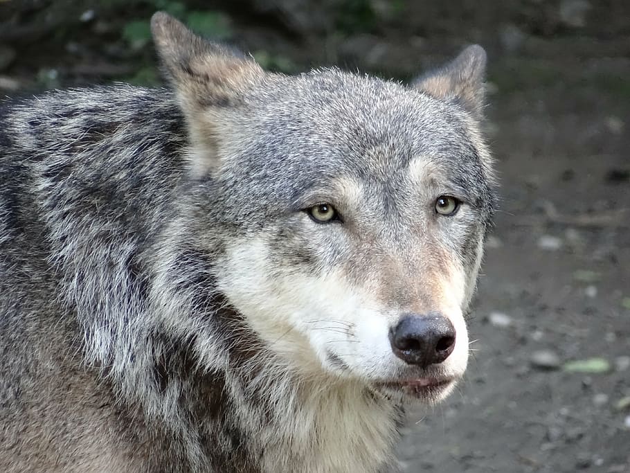 closeup photo of white, brown, and black wolf at daytime, nature HD wallpaper