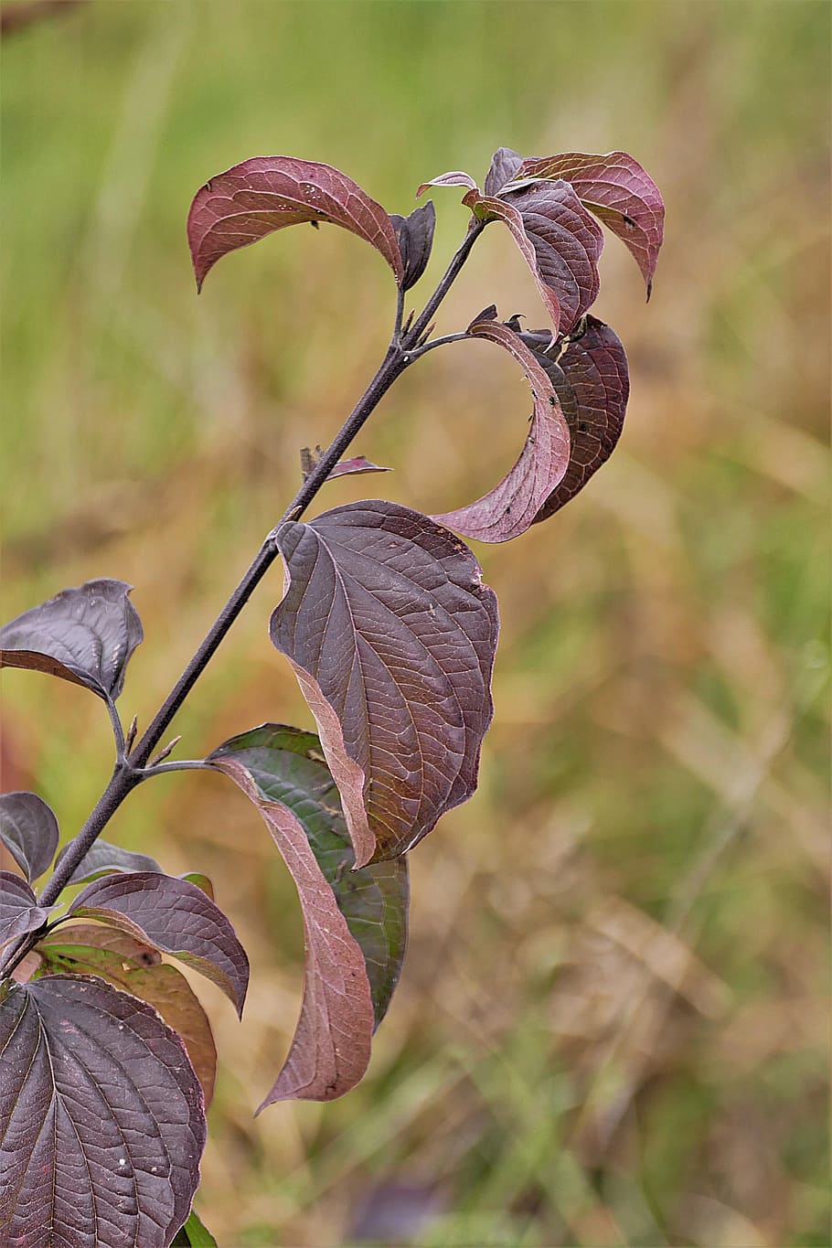 leaves, red, autumn, close, discoloration, nature, change, plant HD wallpaper