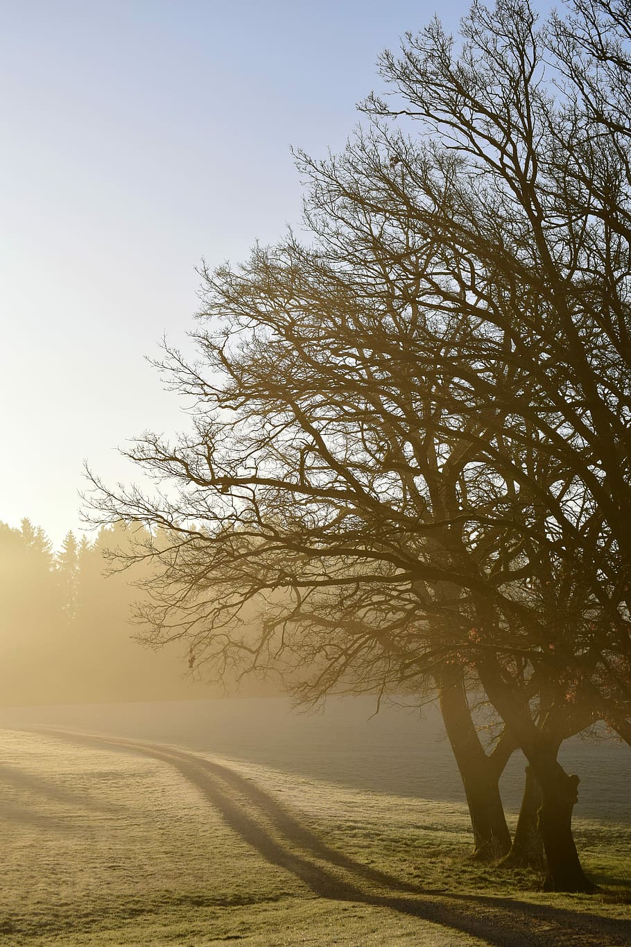 brown leafless tree under white sky, nature, landscape, dawn HD wallpaper