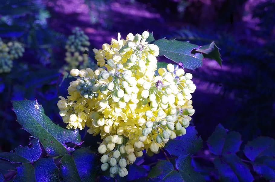 flowers, spring, yellow, blue, prickly, flower grape, plant HD wallpaper