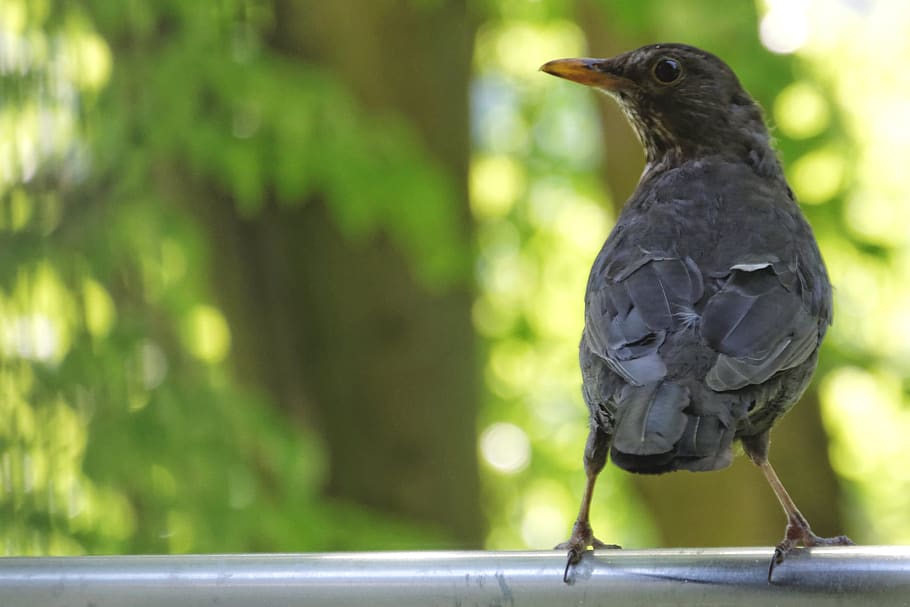 blackbird, vigilant, balcony, animal themes, vertebrate, one animal HD wallpaper