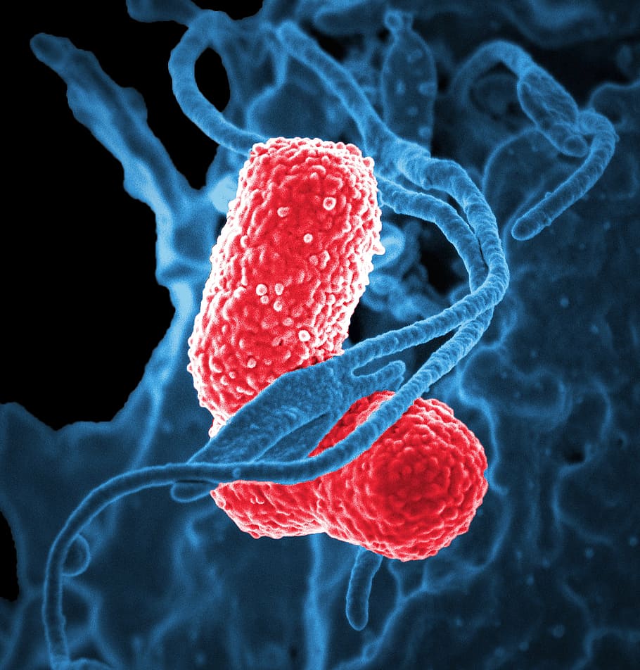blue and red parasite illustration, bacteria, electron microscope