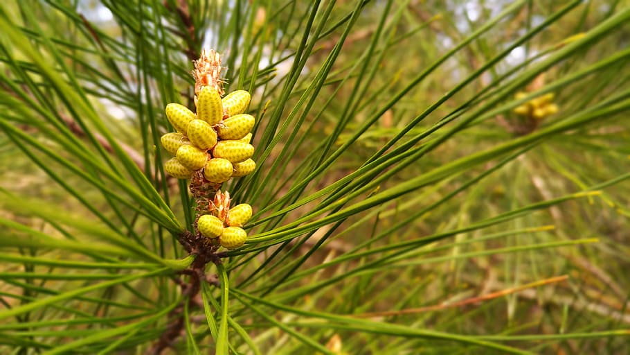 pine, pine tree, nature, cone, macro, green, spring, plant HD wallpaper
