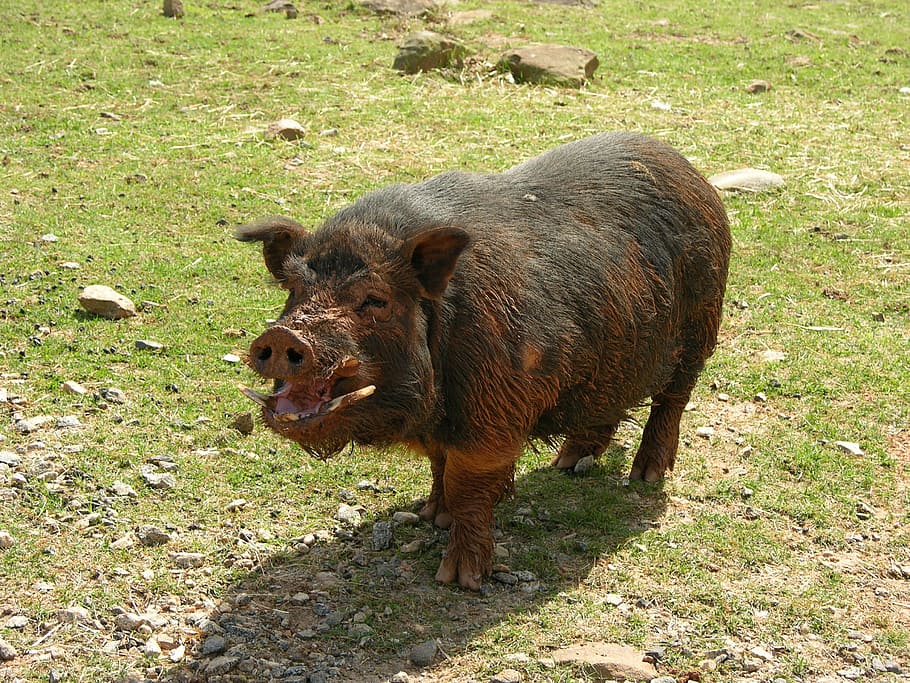 pig, muddy, farm, animal themes, mammal, one animal, animal wildlife HD wallpaper