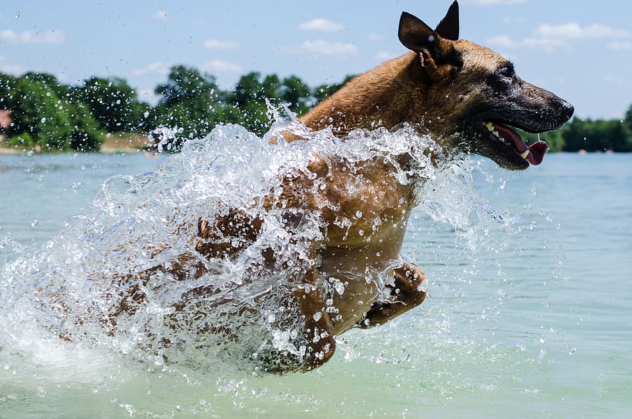 adult tan German shepherd running on body of water on focus photo, HD wallpaper