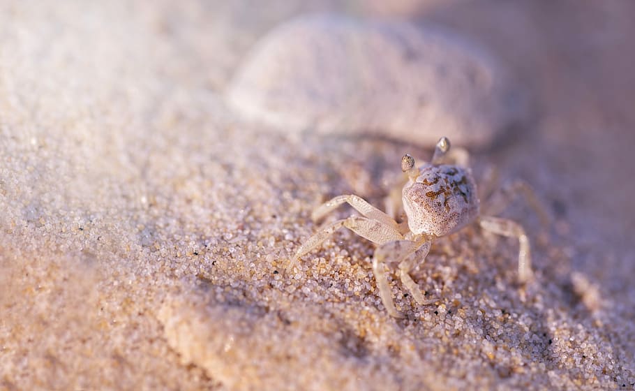 macro shot photography of gray crab, sand, nature, texture HD wallpaper