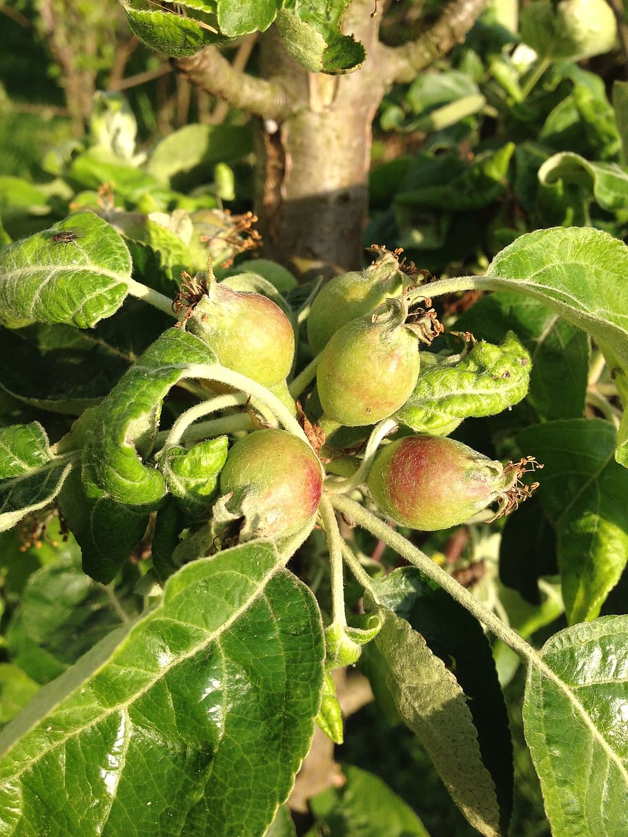 apple, fruit, apple tree, leaf, plant part, growth, green color HD wallpaper