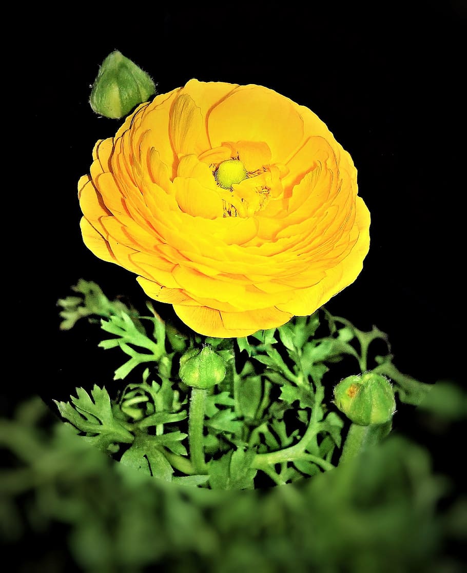 plant, ranunculus, early bloomer, hahnenfußgewächs, bright yellow, HD wallpaper