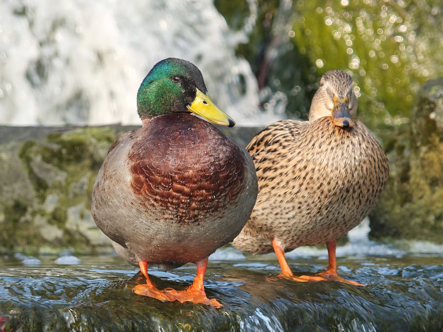 duck, waterfall, park, nature, bird, animal themes, vertebrate HD wallpaper