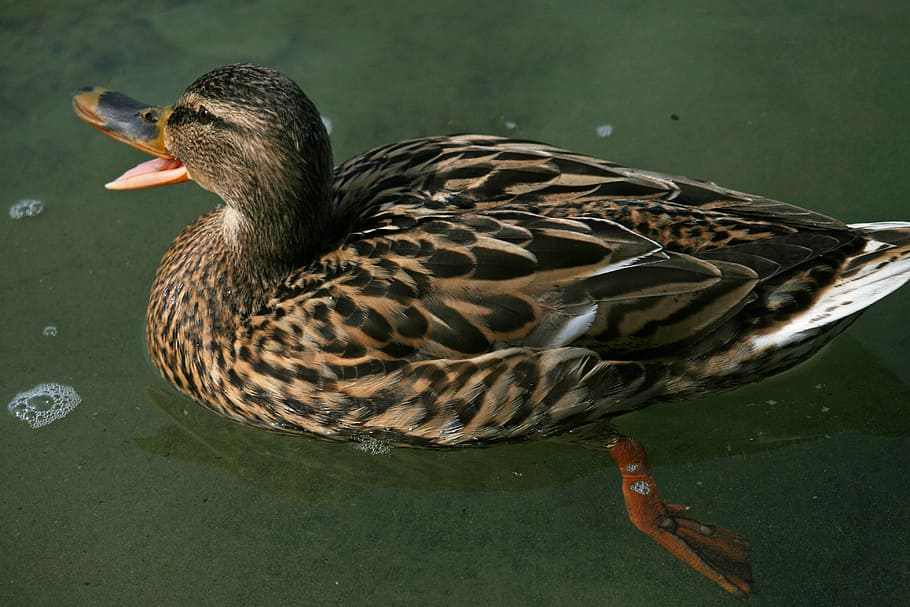 mallard, duck, bird, brown, water bird, female, bill, animal HD wallpaper