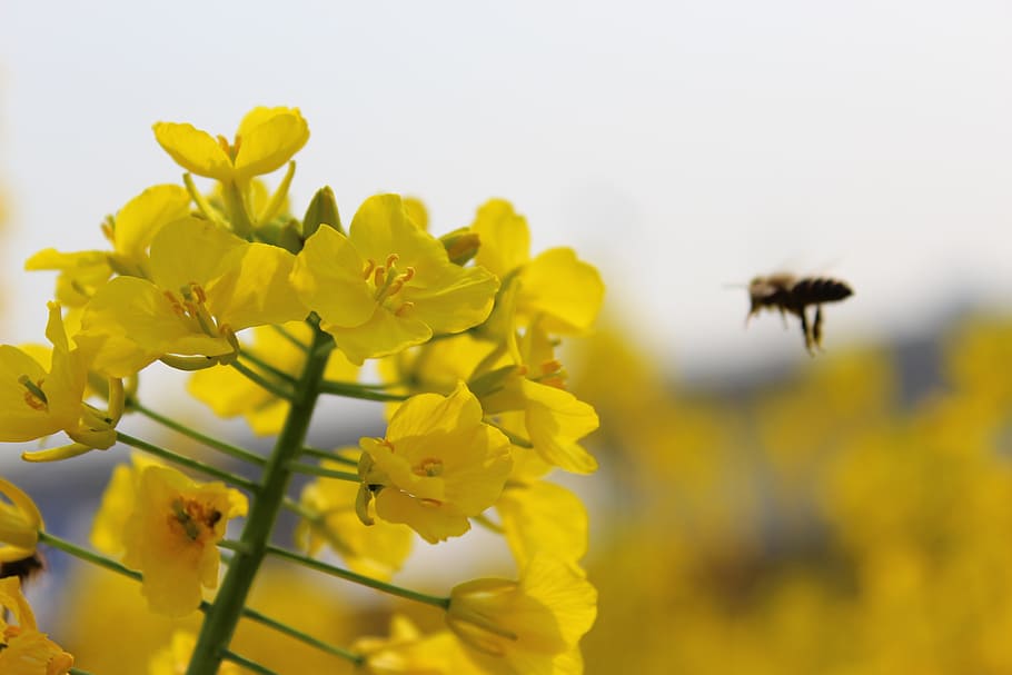 spring, plant, rape, bee, yellow, nature, flower, flowering plant HD wallpaper