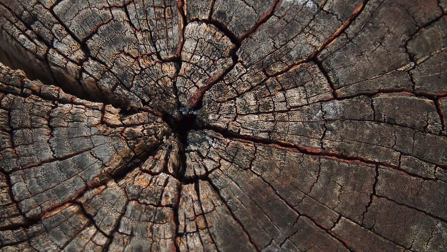 tree, slice, texture, bark, cracked, textured, backgrounds HD wallpaper