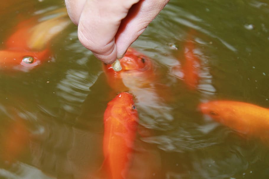 goldfish, pond, lake, water, appear, feed, animals, human body part HD wallpaper