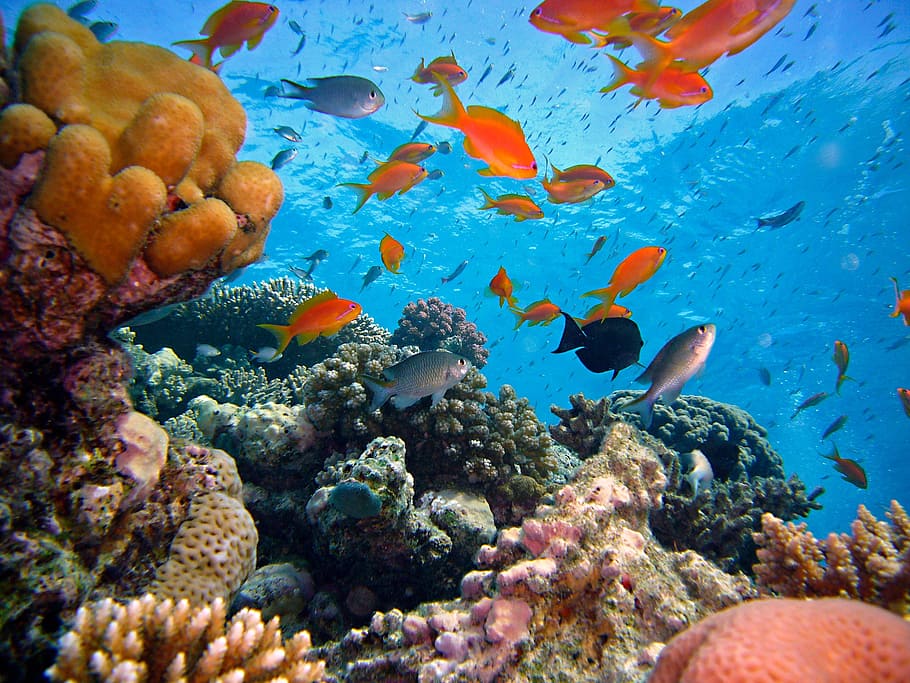 close up photography of fish on sea, diving, underwater, reef HD wallpaper